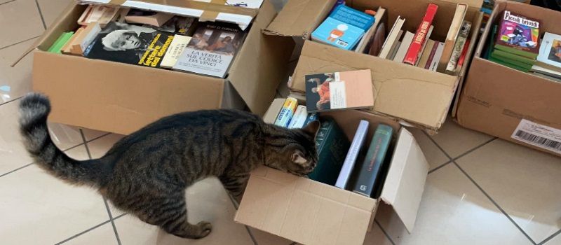gatti e biblioteche